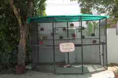 Birds-Cage